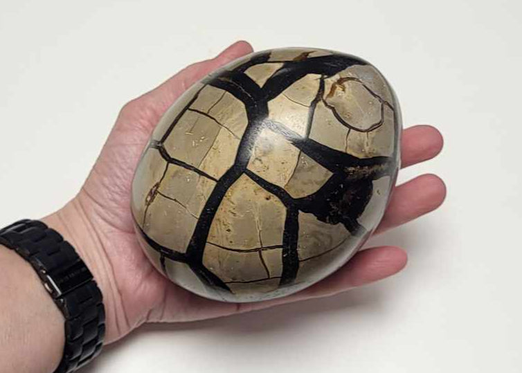 Drageæg 1,3 kg