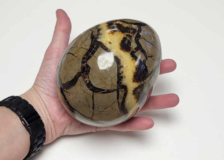 Drageæg 1,8 kg