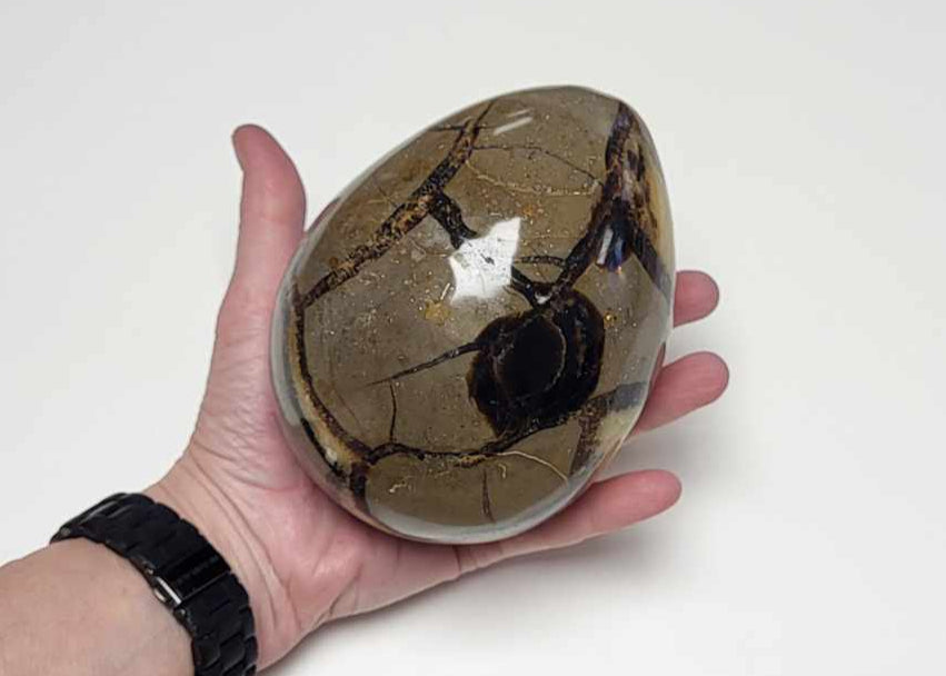 Drageæg 1,8 kg