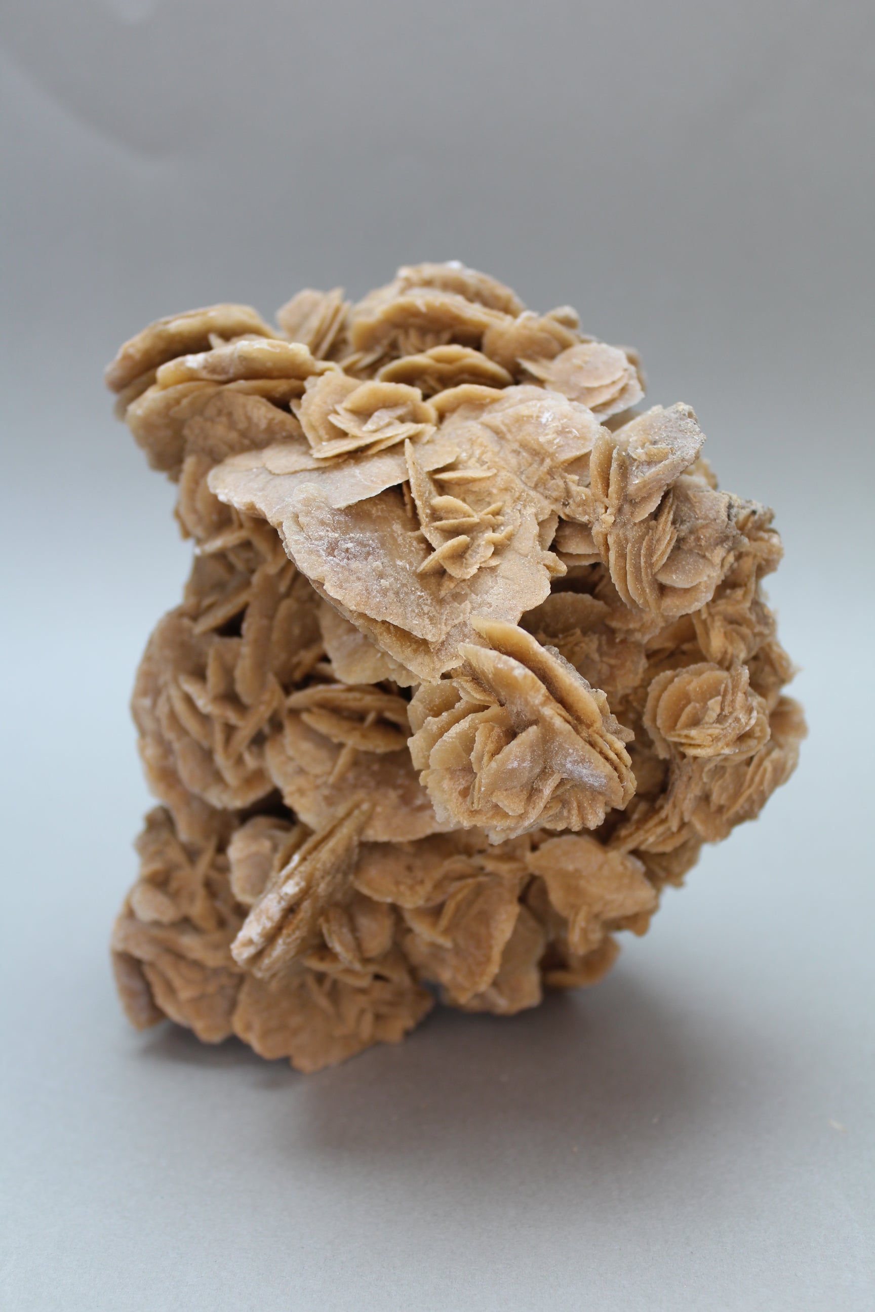 Ørkenrose 906 gr. (Nr. 1)