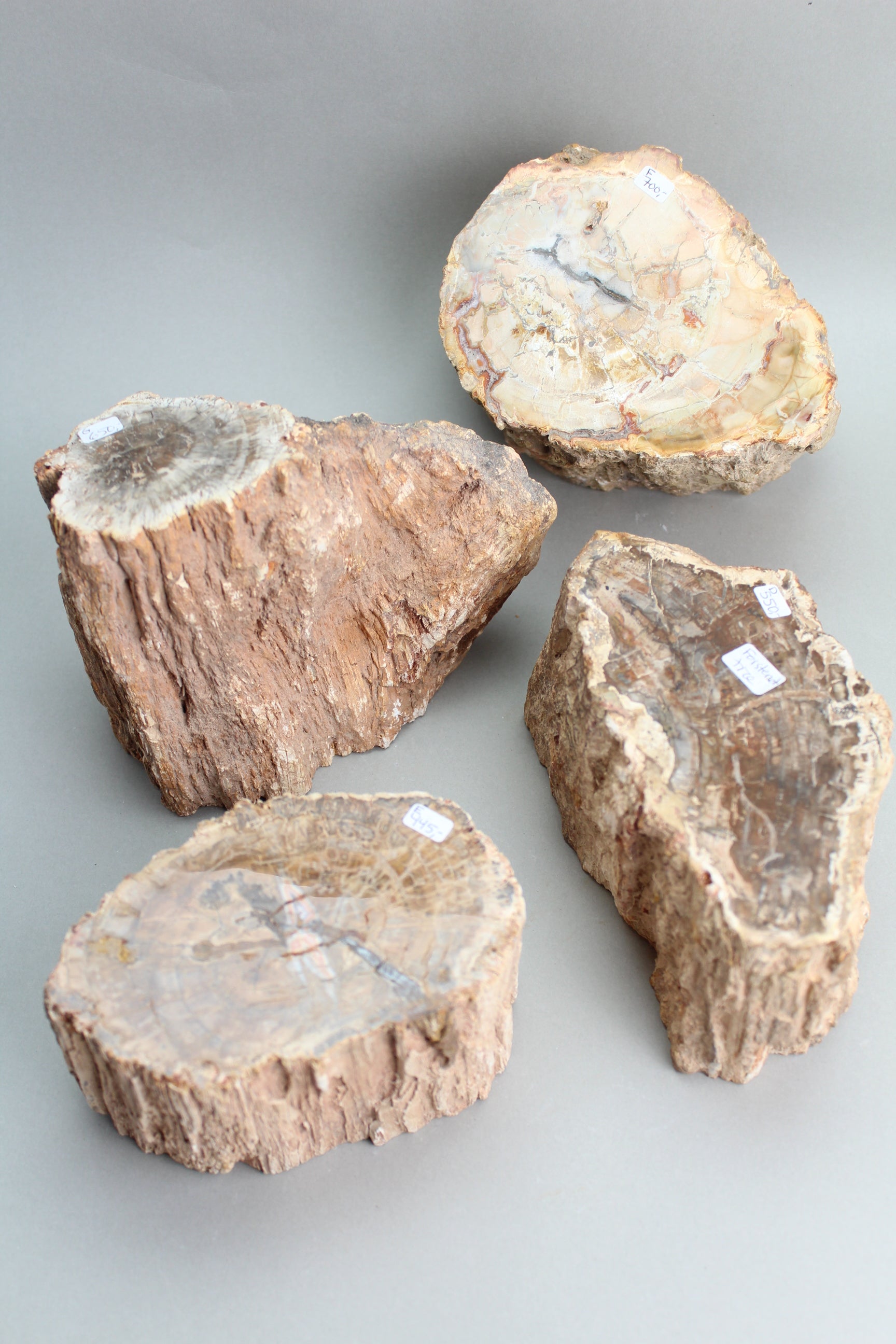 Forstenet træstubbe