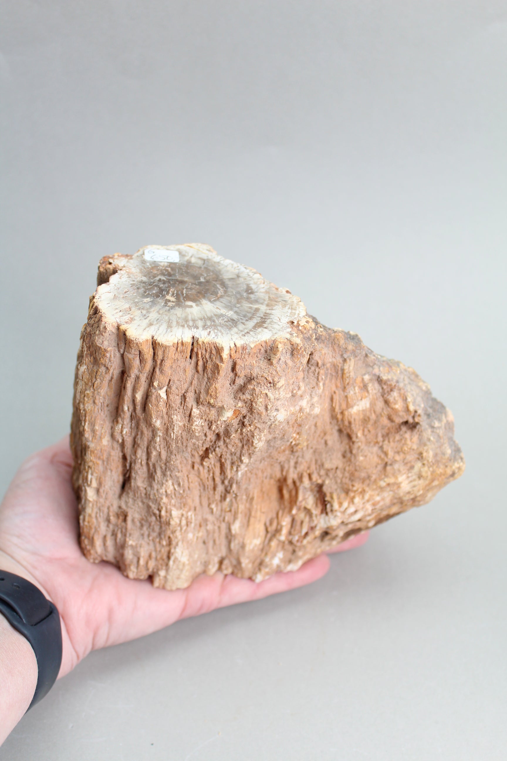 Forstenet træstubbe