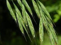 Wild Oat/Skovhejre