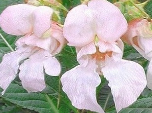 Impatiens/Balsamin