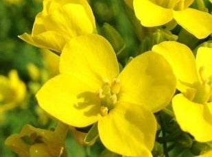 Mustard/Agersennep