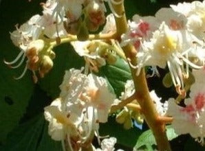 White Chestnut/ Hestekastanje