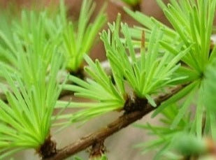 Larch/Lærk
