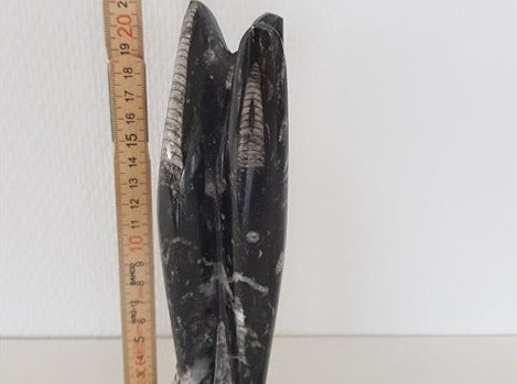 Ortoceratit - Orthoceras