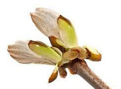 Chestnut Bud/ Kastanjeknop