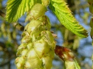 Hornbeam/Avnbøg