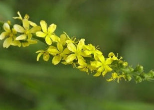 Agrimony/Agermåne