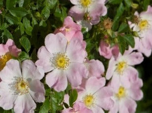 Wild Rose/Hunderose