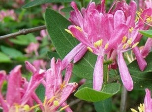 Honeysuckle/Kaprifolie