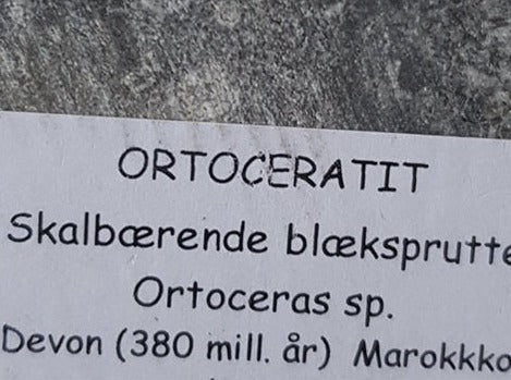 Ortoceratit - Orthoceras