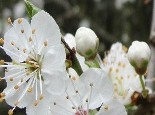 Cherry Plum/ Kirsebærblomme