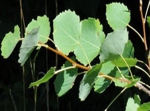 Aspen/Bæverasp