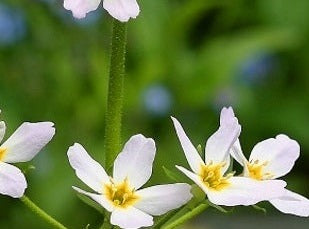 Water Violet/ Vandrøllike