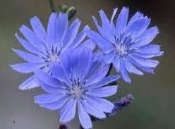 Chicory/Cikorie