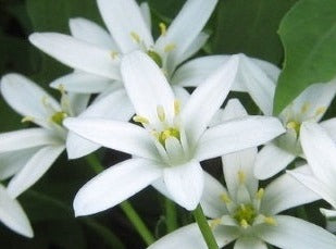 Star of Bethlehem/ Fuglemælk