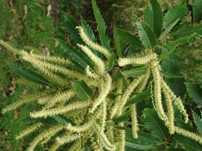Sweet Chestnut/ Ægte Kastanje