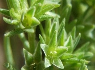 Scleranthus/Knavel