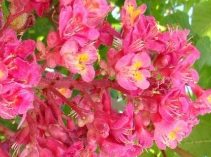 Red Chestnut/ Rød Hestekastanje