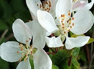 Crab Apple/Sødæble