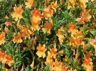 Mimulus/Abeblomst