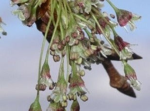 Elm/Elm