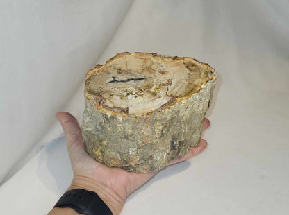 Forstenet træstubbe