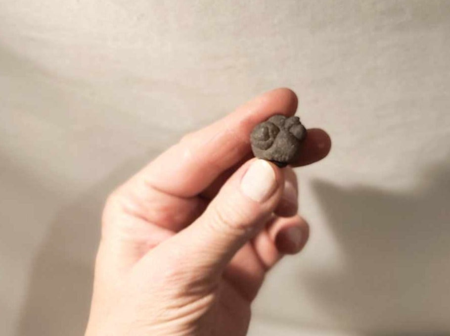 Chalcedon knuder