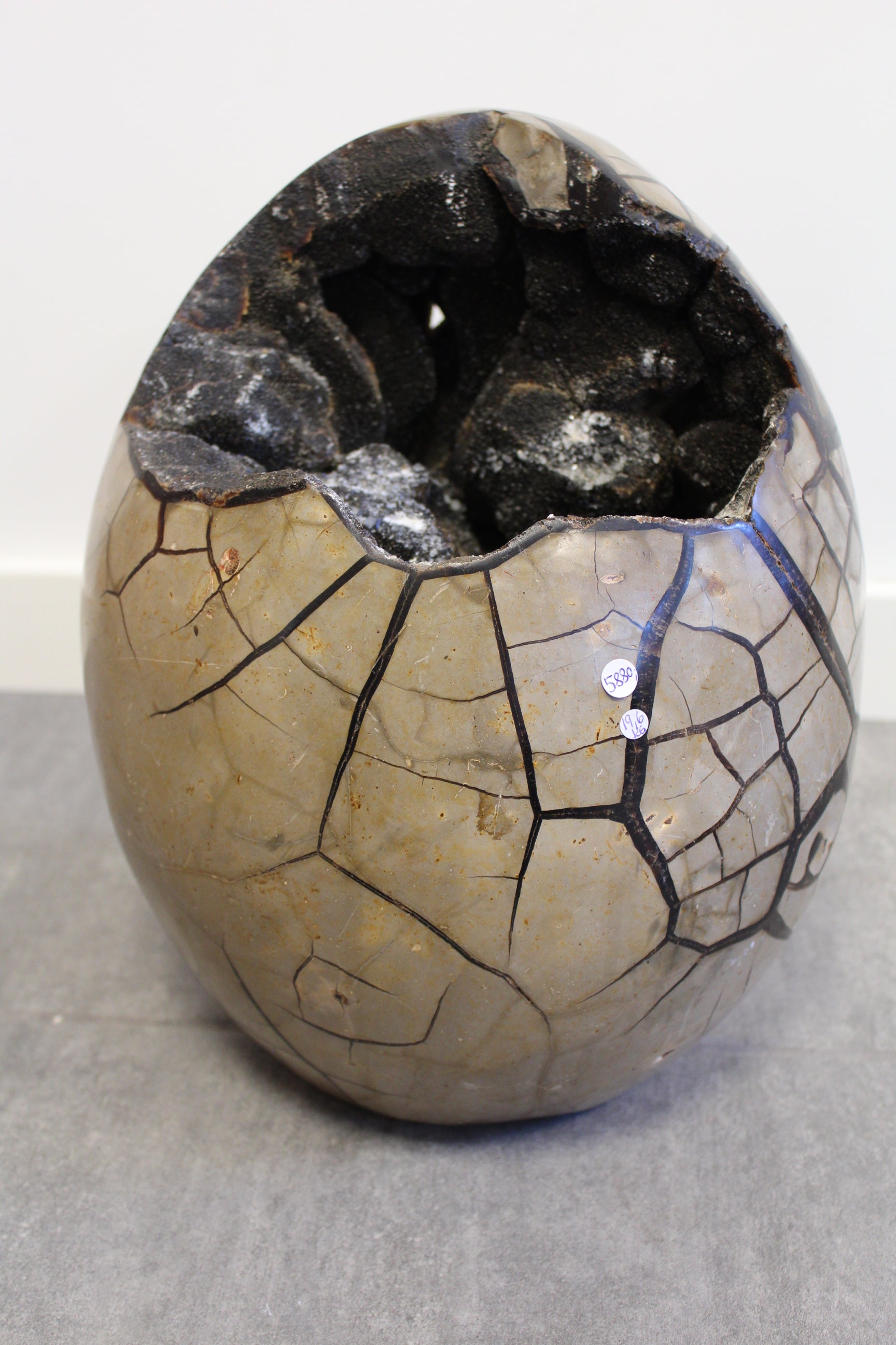 Septarie æg/Drageæg - 19,6 kg