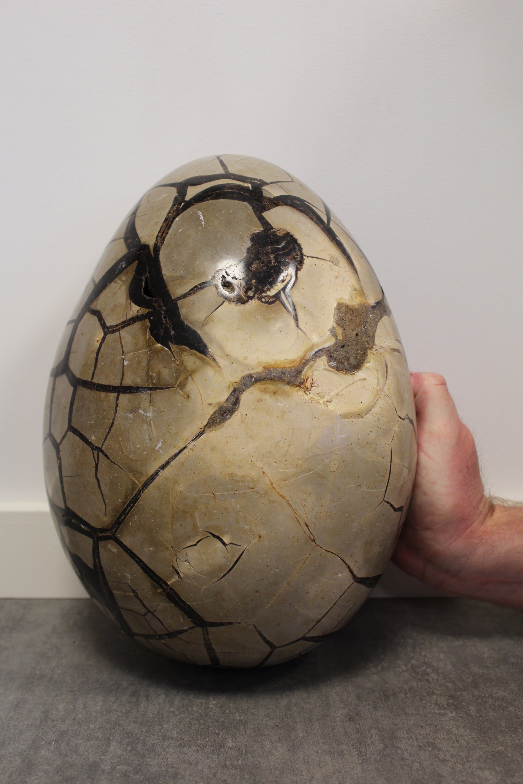 Septarie æg/Drageæg - 12,3 kg