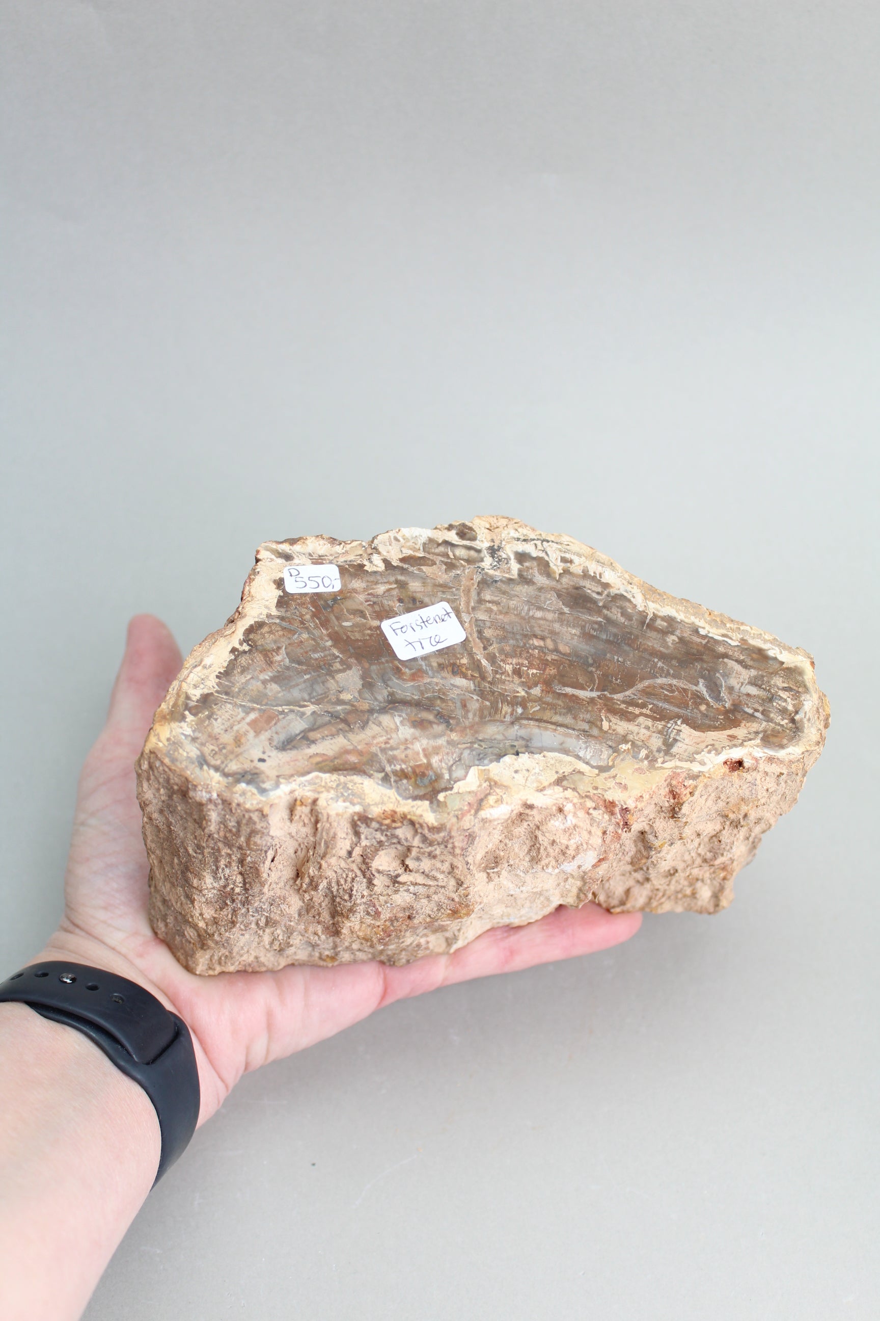 Forstenet træstubbe
