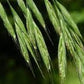 Wild Oat/Skovhejre
