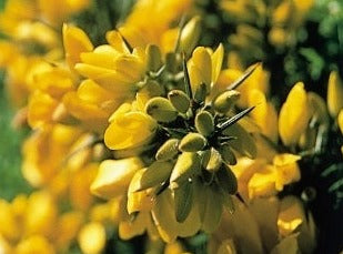 Gorse/Tornblad