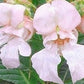 Impatiens/Balsamin