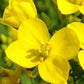 Mustard/Agersennep