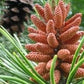 Pine/Skovfyr