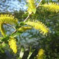 Willow/Guldpil