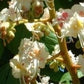 White Chestnut/ Hestekastanje