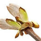 Chestnut Bud/ Kastanjeknop