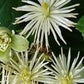 Clematis/Klematis