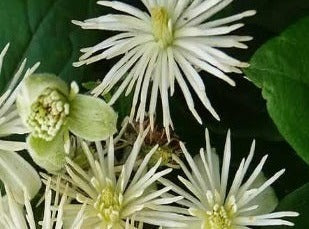Clematis/Klematis