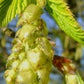 Hornbeam/Avnbøg