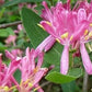 Honeysuckle/Kaprifolie