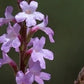 Vervain/Jernurt