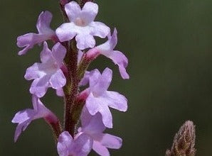 Vervain/Jernurt