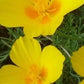 Rock Rose/Soløje