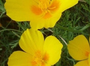 Rock Rose/Soløje